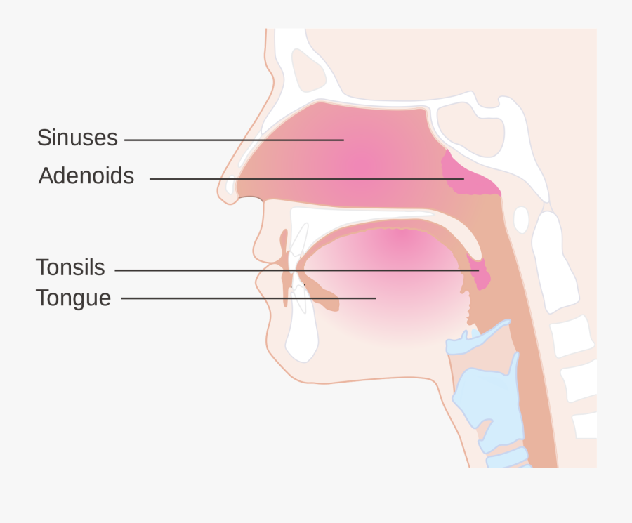 Mouth Breathing Or Adenoids Their Symptoms And, Transparent Clipart
