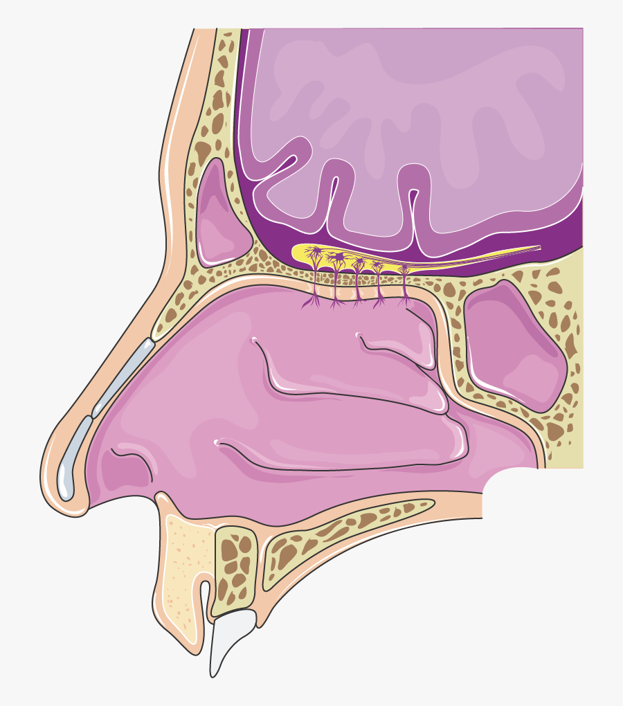 Cavité Nasale - Nasal Cavity Image Png, Transparent Clipart