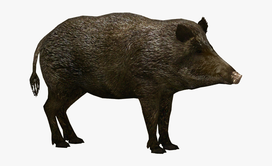 31484 - Wild Boar Png, Transparent Clipart