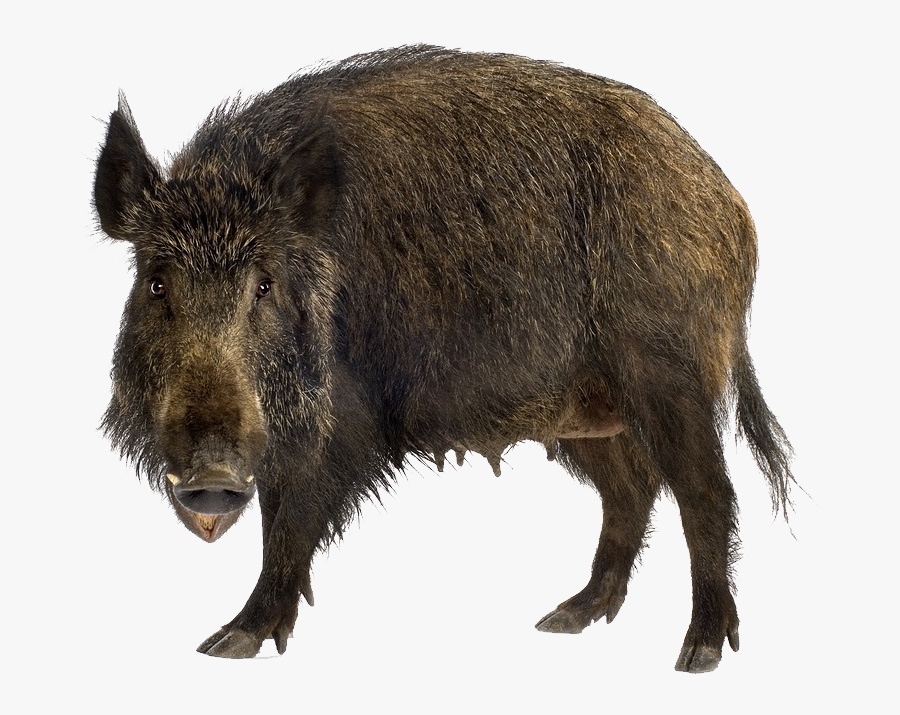 Boar Png - Wild Boar Png, Transparent Clipart