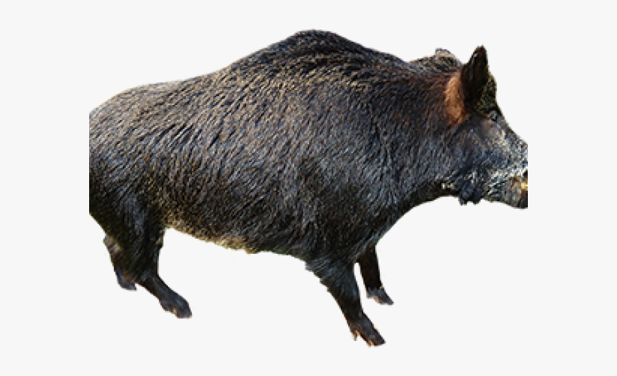 Wild Boar Clipart - Wild Boar No Background, Transparent Clipart
