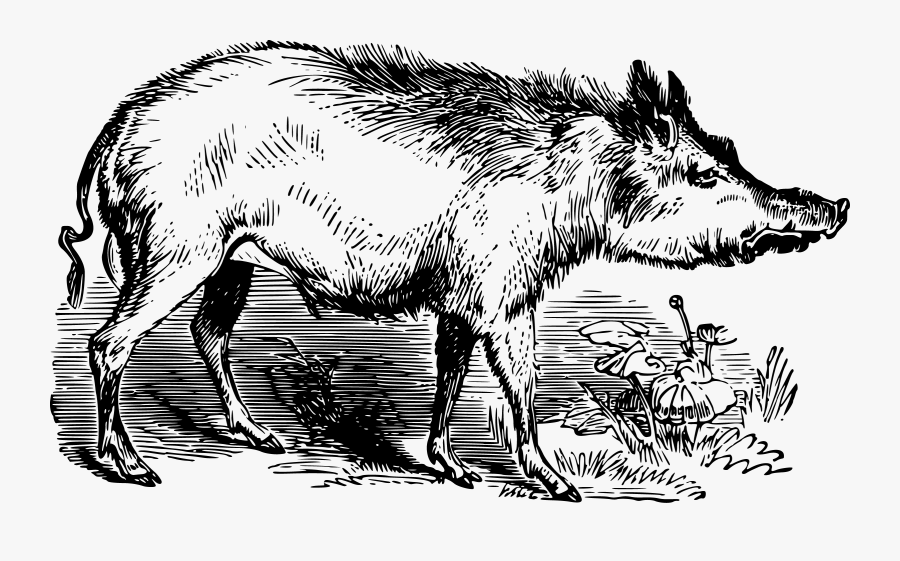 Donkey,art,livestock - Clipart Wildschwein Lustig Transparent, Transparent Clipart