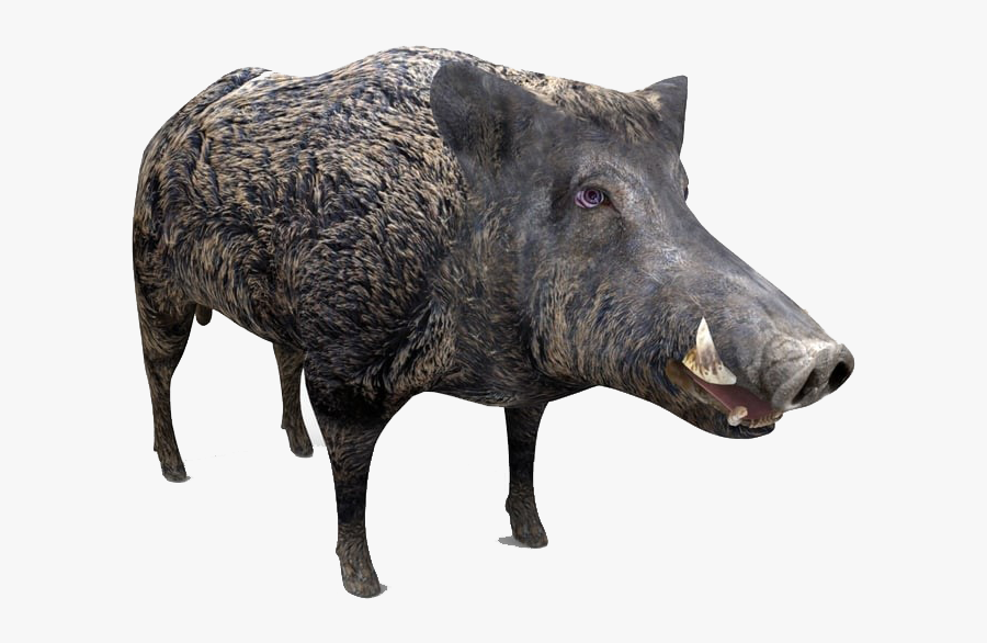 Boar Png Free Image Download - Boar, Transparent Clipart