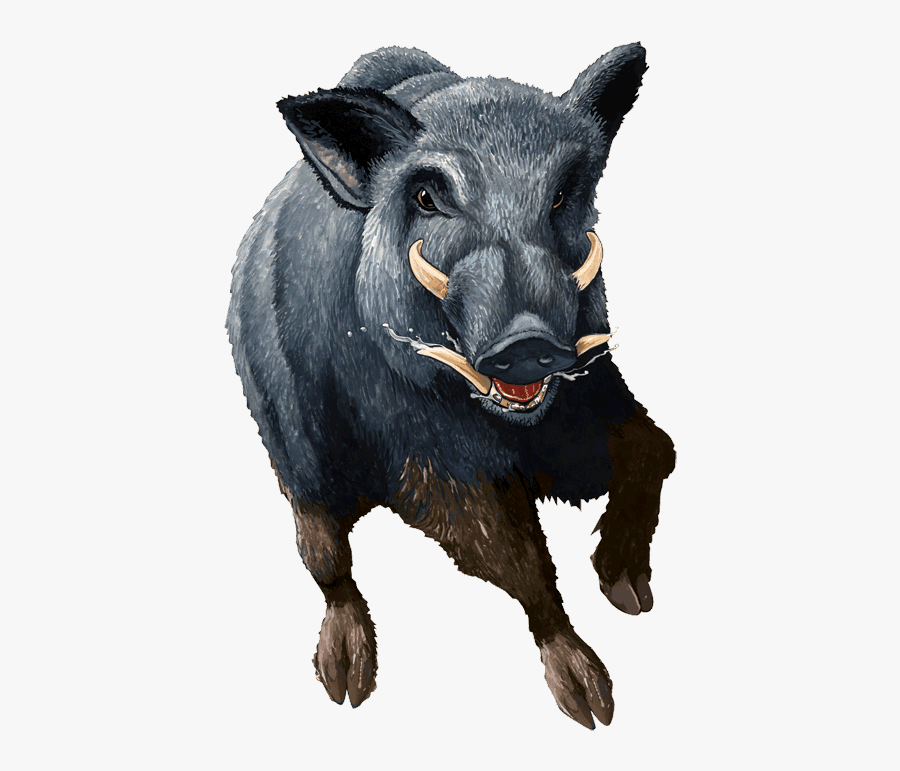 Boar - Wild Hog Transparent Background, Transparent Clipart