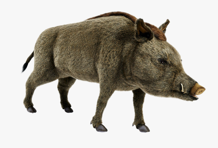 Boar Png Free Images - Wild Boar Png, Transparent Clipart