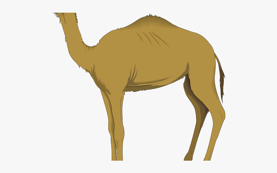 Camel Animal Clip Art, Transparent Clipart