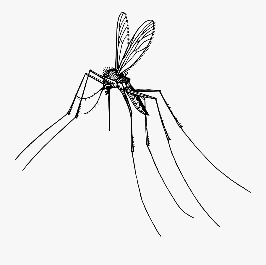 Clipart - Gnat Drawing - Insect Flies Clip Art Black And White, Transparent Clipart