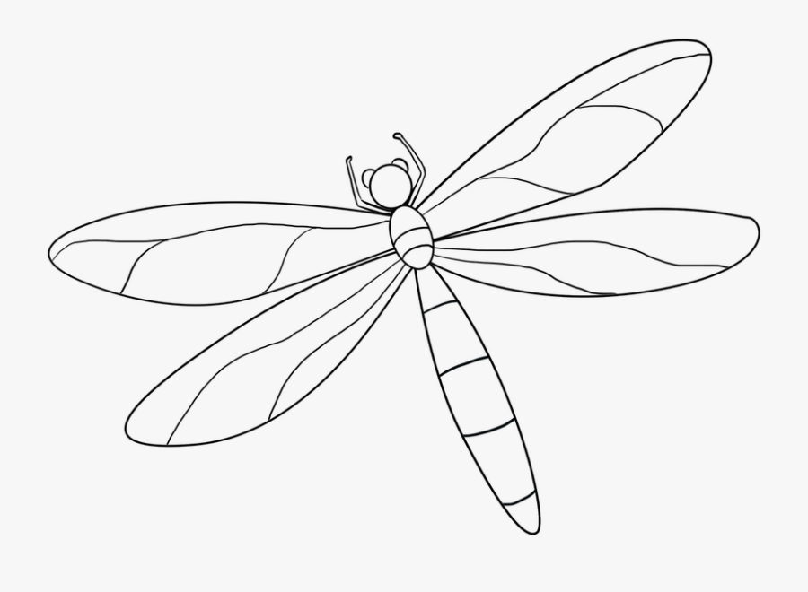 Gnat Drawing Easy Frames Illustrations Hd Images Photo - Dragonfly, Transparent Clipart