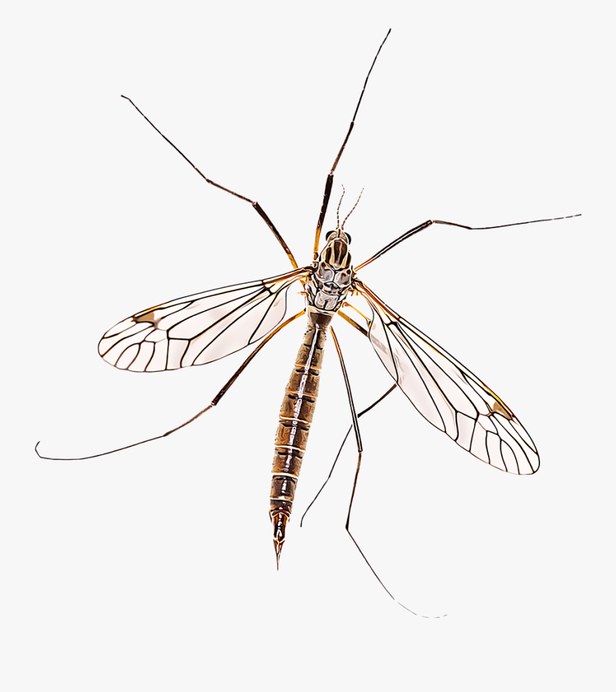 Gnat Drawing Insect Frames Illustrations Hd Images - Crane Fly Png, Transparent Clipart