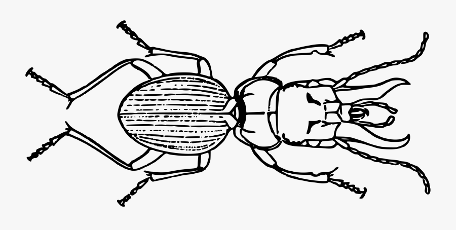 Line Art,human Behavior,organ - Insect, Transparent Clipart