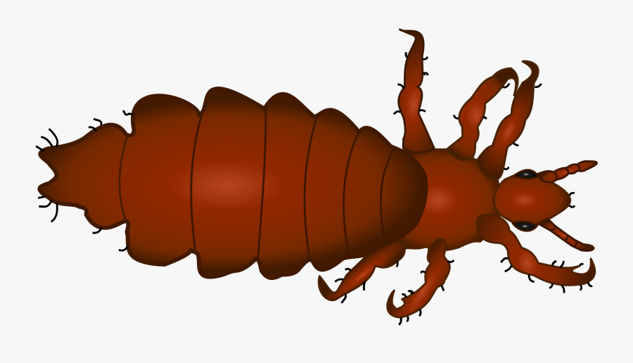 Honey Bee,pollinator,weevil - Lice Clipart, Transparent Clipart