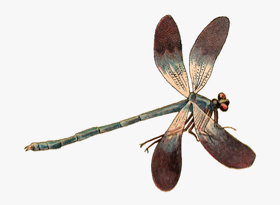 Dragonfly Png, Transparent Clipart