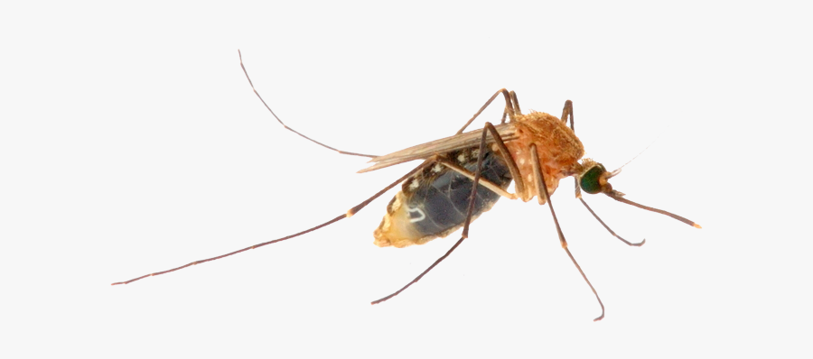 Mosquito Png - Virus, Transparent Clipart