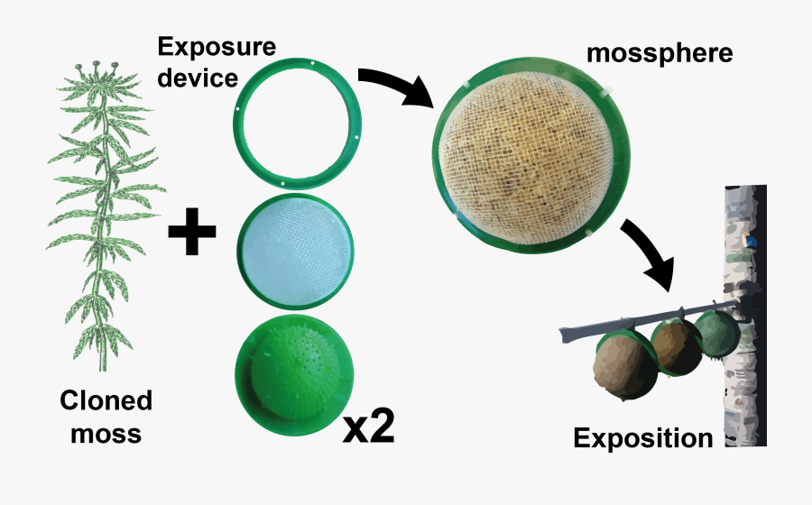 Transparent Spanish Moss Png - Moss Bags Air Pollution, Transparent Clipart