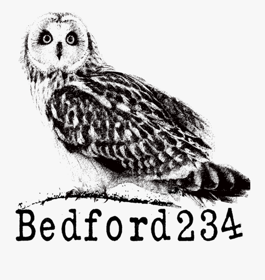 Transparent Matzah Clipart Black And White - Short Eared Owl Gif, Transparent Clipart