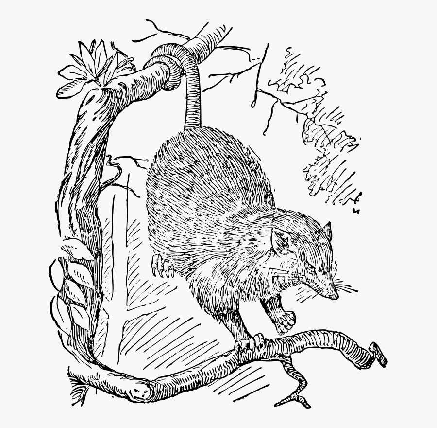 Opossum - Van Gogh Cafe Possum, Transparent Clipart