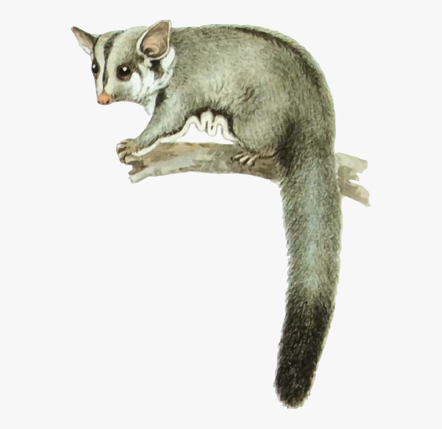Sugar Glider Clipart Possum - Sugar Glider, Transparent Clipart