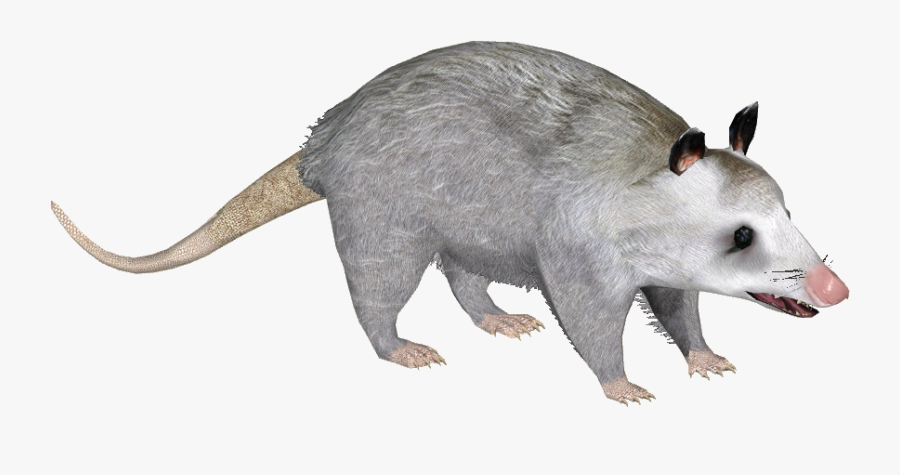 Opossum Png, Transparent Clipart