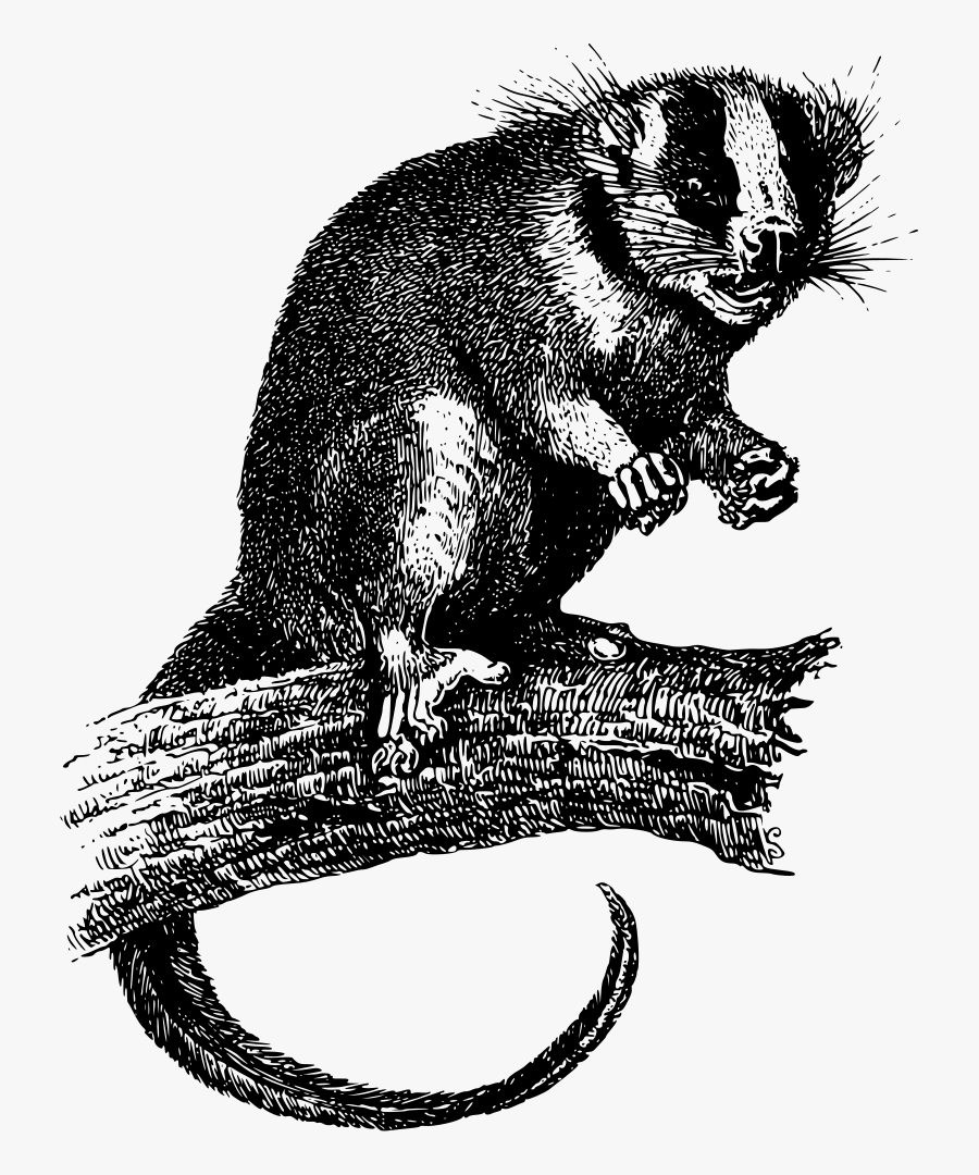 Art,monochrome Photography,carnivoran - Possum Banjo, Transparent Clipart