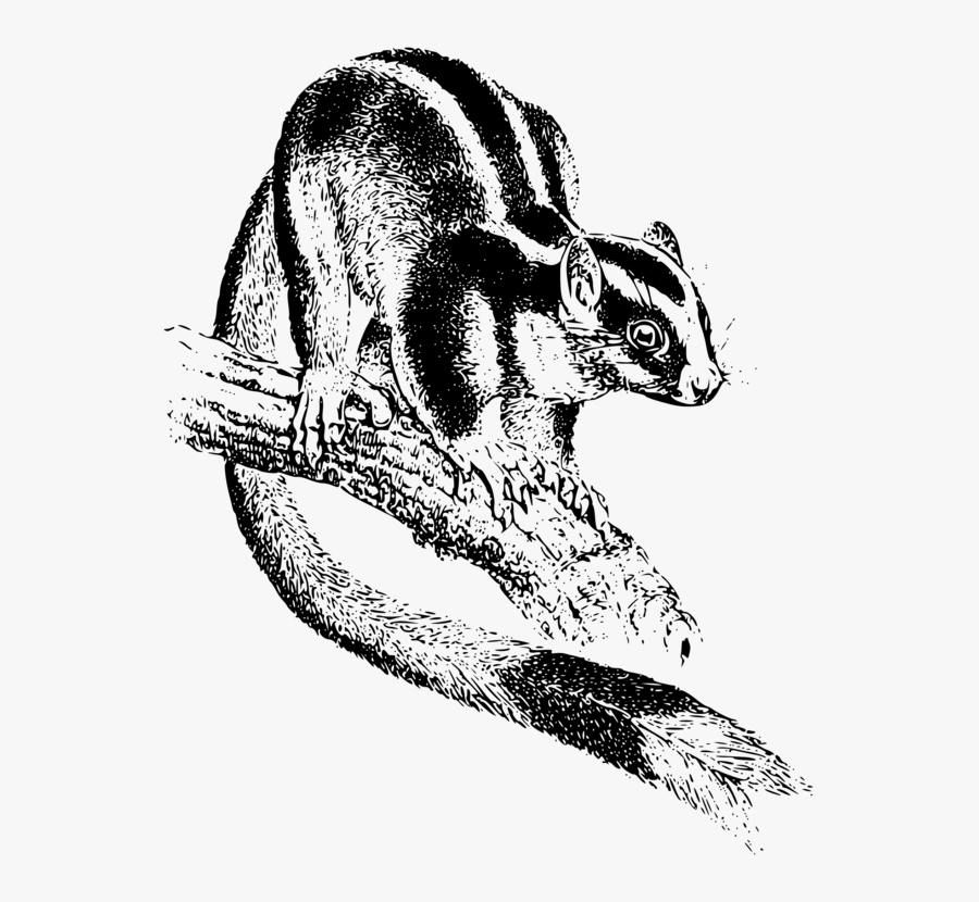 Wildlife,art,squirrel - Marsupial, Transparent Clipart