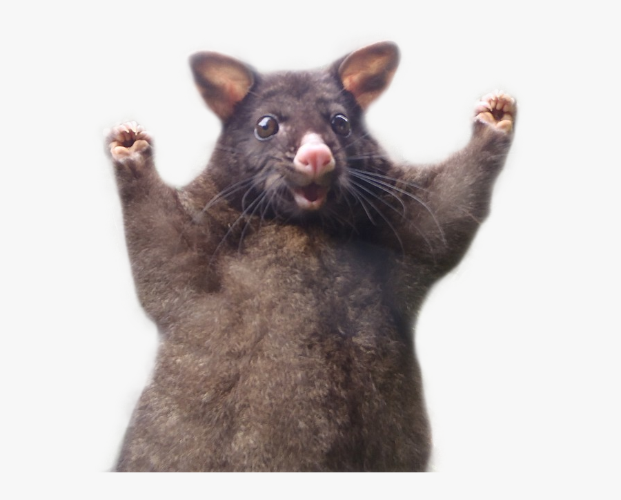 This Optimistic Possum Just S - Wahoo Rat, Transparent Clipart
