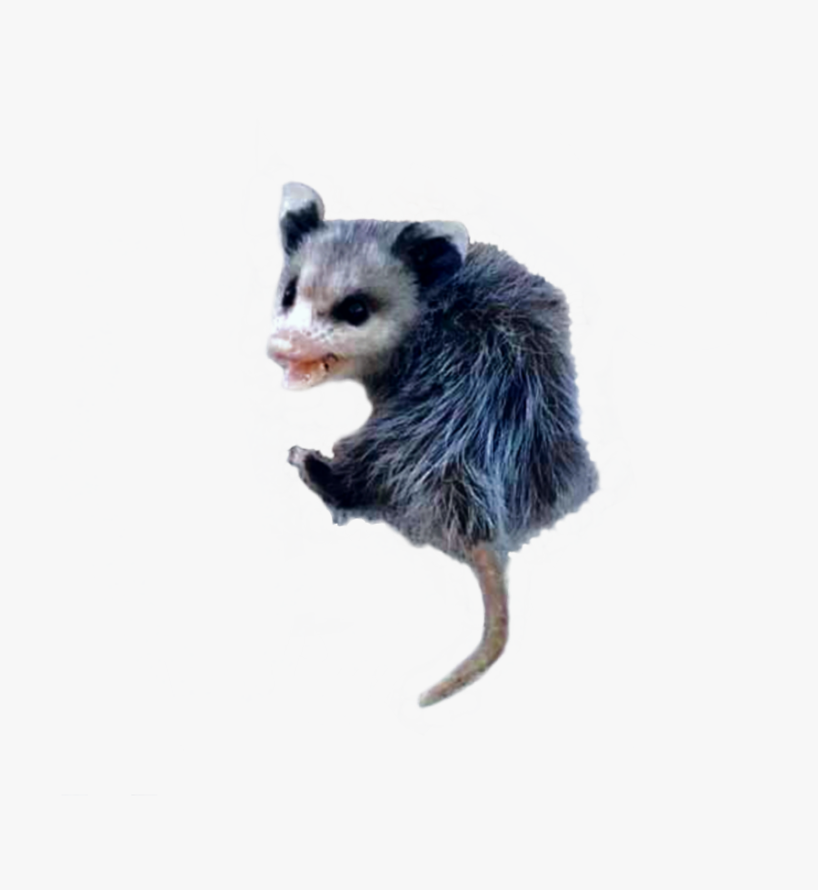 #possum #opossum - Common Opossum, Transparent Clipart