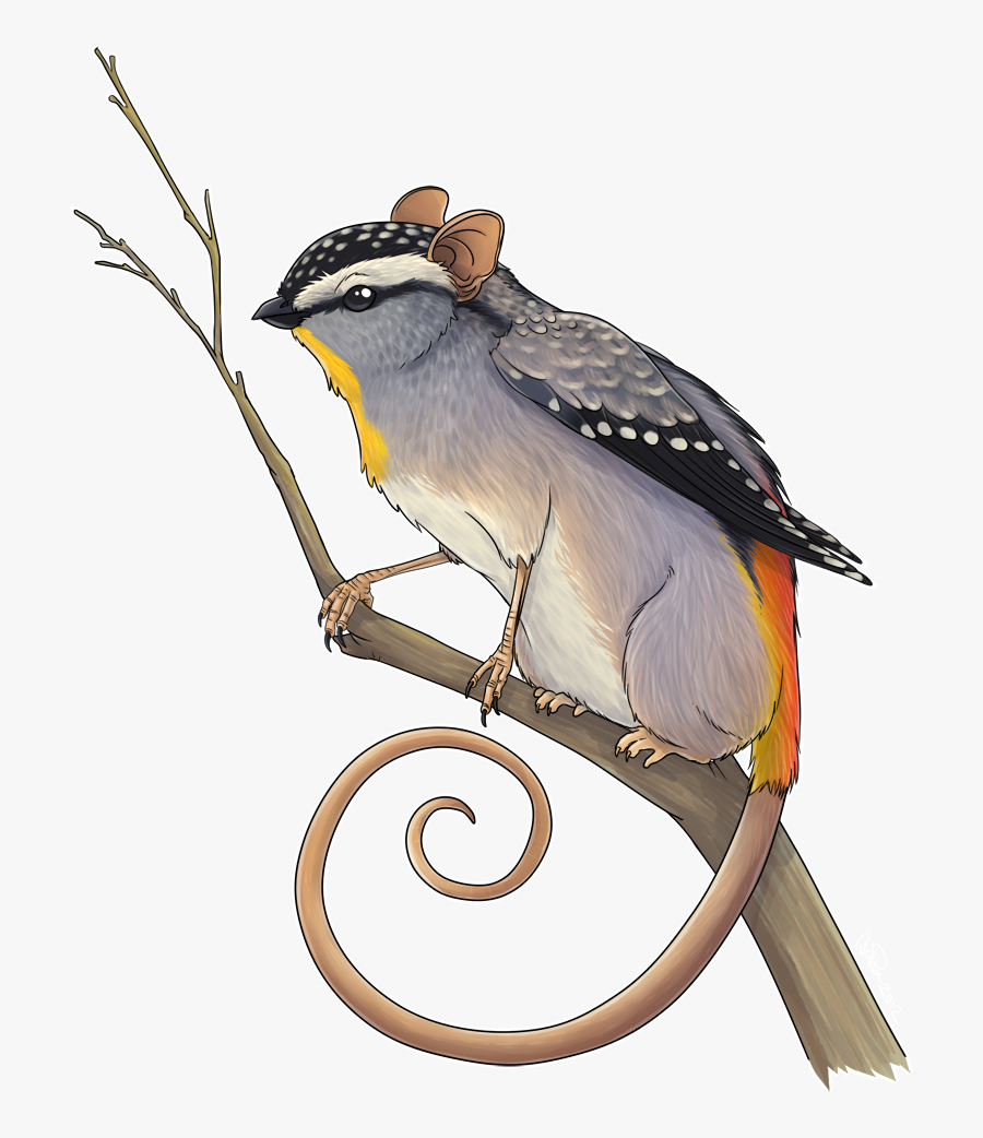 Honey Possum/spotted Pardalote Griffin - Possum Griffin, Transparent Clipart