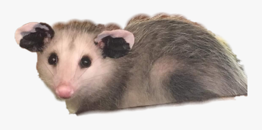 Possum Freetoedit - Opossum Png, Transparent Clipart