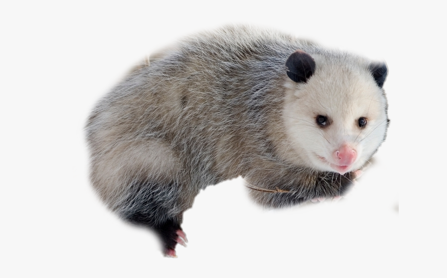 Transparent Opossum Clipart - Opossum Iowa, Transparent Clipart